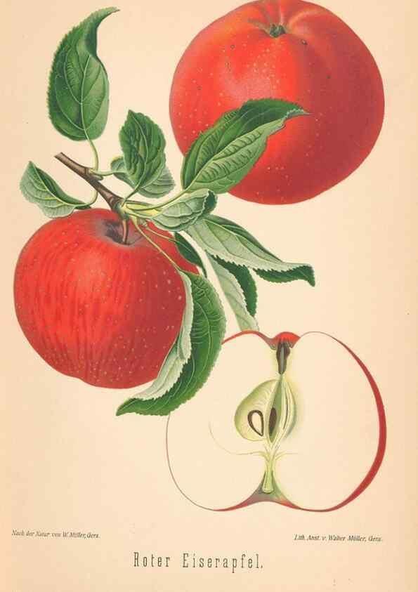 Reproducción/Reproduction 42263275841: Aepfel und Birnen,. Berlin,Paul Parey,1894.. 