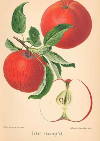 Reproducción/Reproduction 42263275841: Aepfel und Birnen,. Berlin,Paul Parey,1894.. 