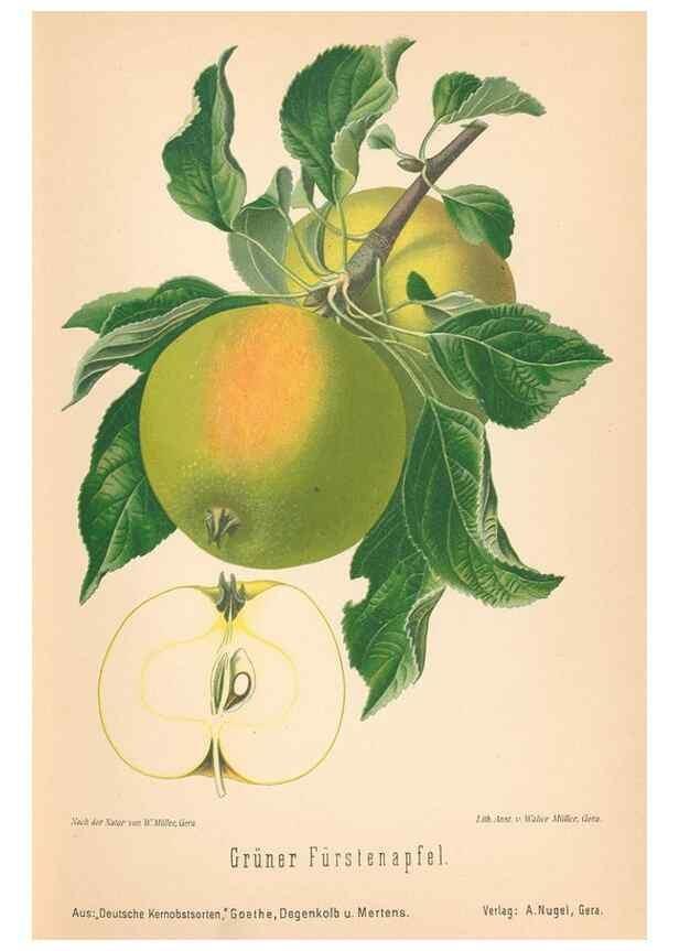 Reproducción/Reproduction 28389453468: Aepfel und Birnen,. Berlin,Paul Parey,1894.. 