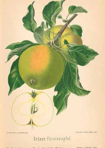Reproducción/Reproduction 28389453468: Aepfel und Birnen,. Berlin,Paul Parey,1894.. 