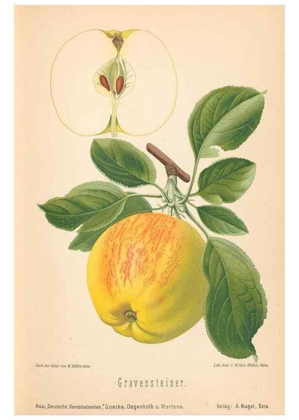 Reproducción/Reproduction 42216491892: Aepfel und Birnen,. Berlin,Paul Parey,1894.. 