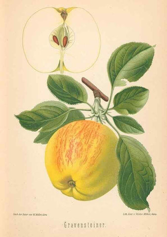 Reproducción/Reproduction 42216491892: Aepfel und Birnen,. Berlin,Paul Parey,1894.. 