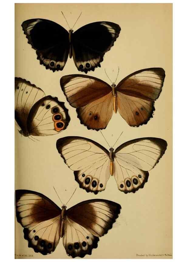 Reproducción/Reproduction 41986018992: Proceedings of the Zoological Society of London.. London :Academic Press, [etc.],1833-1965.. 