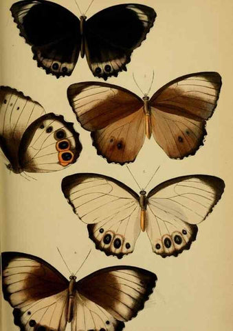 Reproducción/Reproduction 41986018992: Proceedings of the Zoological Society of London.. London :Academic Press, [etc.],1833-1965.. 
