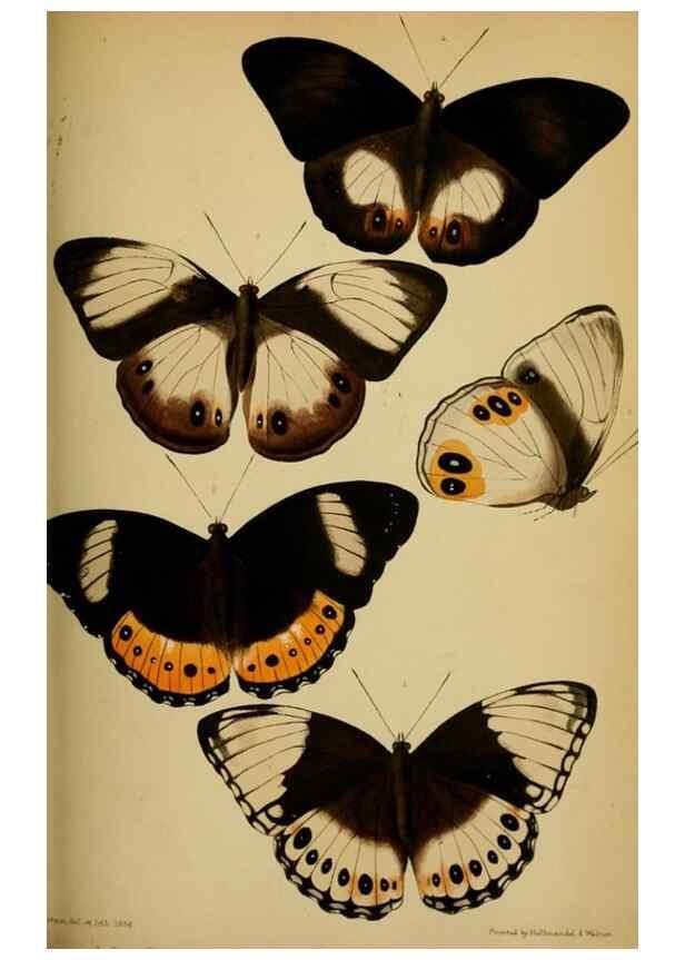 Reproducción/Reproduction 28157162608: Proceedings of the Zoological Society of London.. London :Academic Press, [etc.],1833-1965.. 