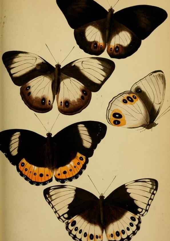 Reproducción/Reproduction 28157162608: Proceedings of the Zoological Society of London.. London :Academic Press, [etc.],1833-1965.. 