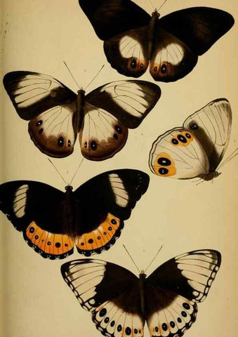 Reproducción/Reproduction 28157162608: Proceedings of the Zoological Society of London.. London :Academic Press, [etc.],1833-1965.. 