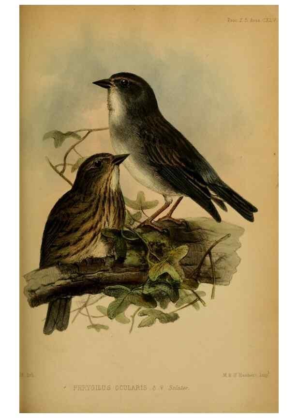Reproducción/Reproduction 41310219934: Proceedings of the Zoological Society of London.. London :Academic Press, [etc.],1833-1965.. 