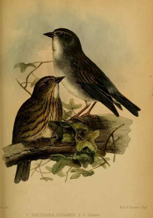 Reproducción/Reproduction 41310219934: Proceedings of the Zoological Society of London.. London :Academic Press, [etc.],1833-1965.. 