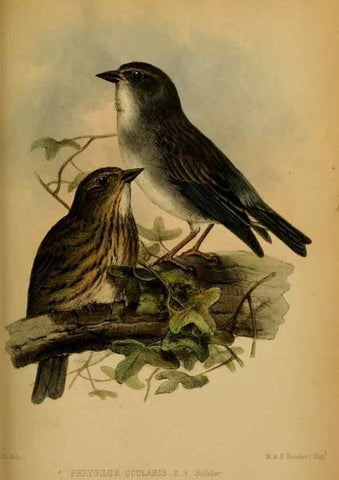 Reproducción/Reproduction 41310219934: Proceedings of the Zoological Society of London.. London :Academic Press, [etc.],1833-1965.. 