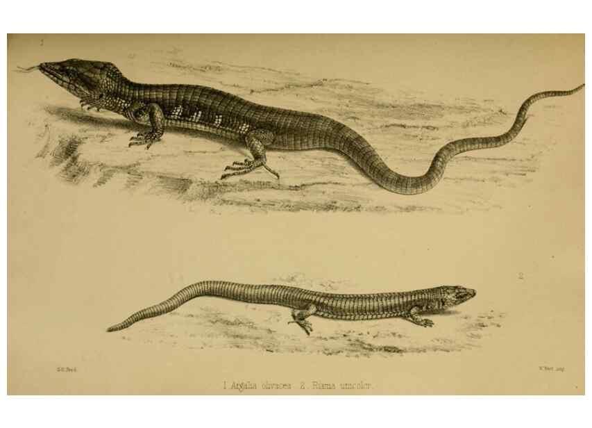 Reproducción/Reproduction 41986011782: Proceedings of the Zoological Society of London.. London :Academic Press, [etc.],1833-1965.. 