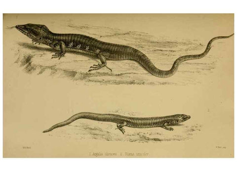 Reproducción/Reproduction 41986011782: Proceedings of the Zoological Society of London.. London :Academic Press, [etc.],1833-1965.. 
