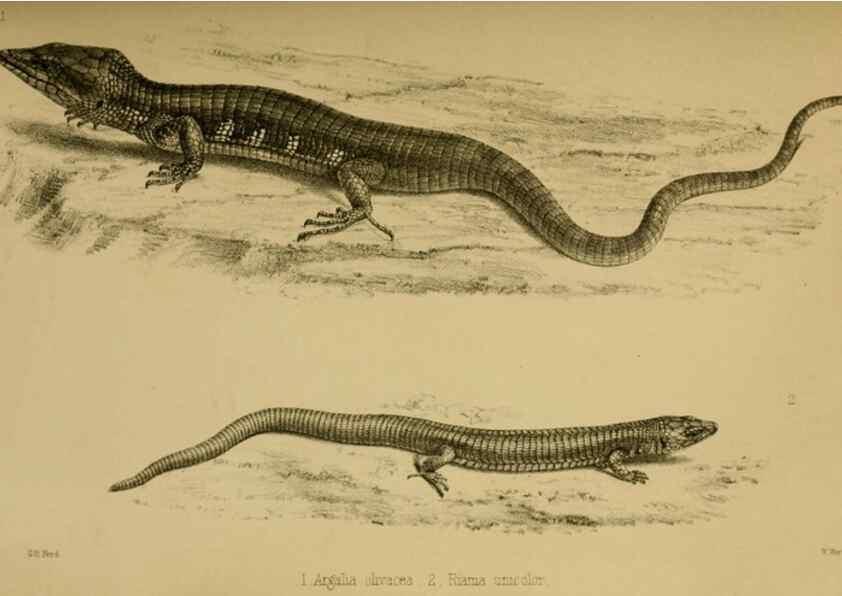 Reproducción/Reproduction 41986011782: Proceedings of the Zoological Society of London.. London :Academic Press, [etc.],1833-1965.. 