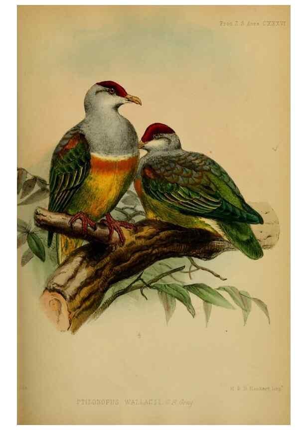 Reproducción/Reproduction 41130294705: Proceedings of the Zoological Society of London.. London :Academic Press, [etc.],1833-1965.. 