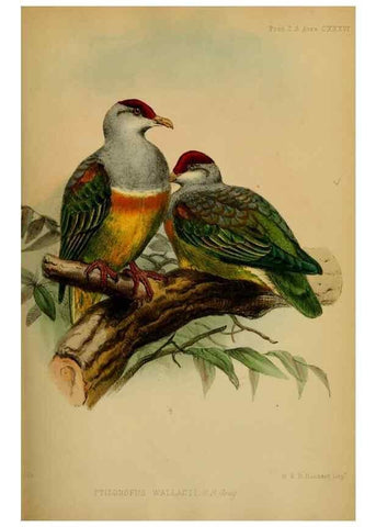 Reproducción/Reproduction 41130294705: Proceedings of the Zoological Society of London.. London :Academic Press, [etc.],1833-1965.. 