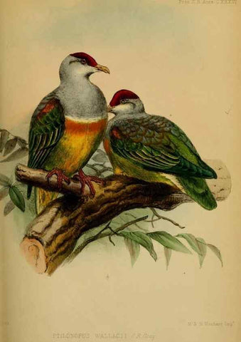 Reproducción/Reproduction 41130294705: Proceedings of the Zoological Society of London.. London :Academic Press, [etc.],1833-1965.. 