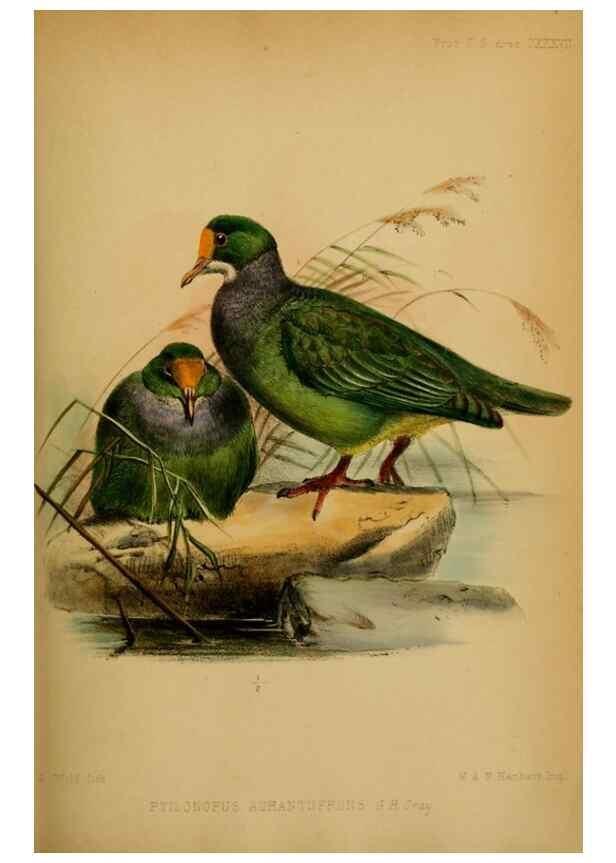 Reproducción/Reproduction 27160102897: Proceedings of the Zoological Society of London.. London :Academic Press, [etc.],1833-1965.. 