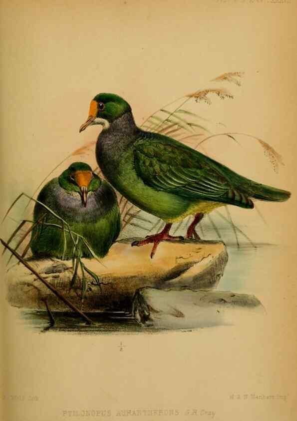 Reproducción/Reproduction 27160102897: Proceedings of the Zoological Society of London.. London :Academic Press, [etc.],1833-1965.. 