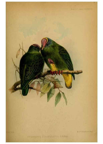 Reproducción/Reproduction 42030500431: Proceedings of the Zoological Society of London.. London :Academic Press, [etc.],1833-1965.. 