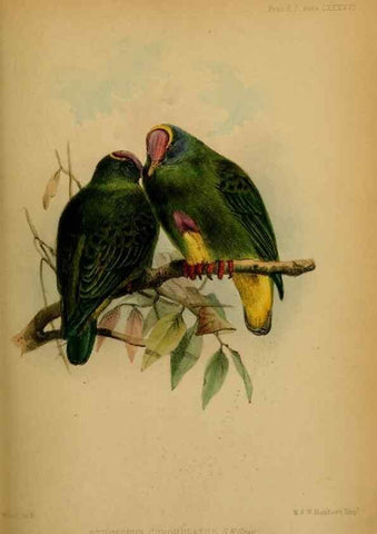 Reproducción/Reproduction 42030500431: Proceedings of the Zoological Society of London.. London :Academic Press, [etc.],1833-1965.. 