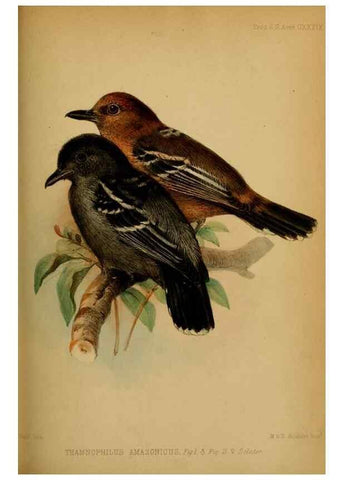 Reproducción/Reproduction 40222755780: Proceedings of the Zoological Society of London.. London :Academic Press, [etc.],1833-1965.. 
