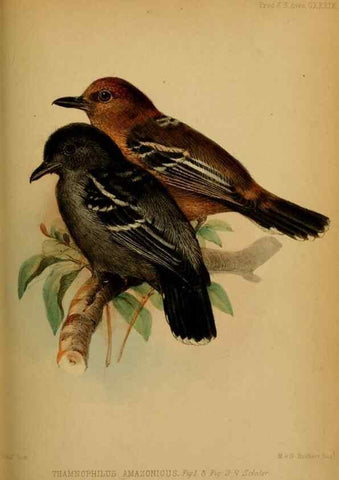 Reproducción/Reproduction 40222755780: Proceedings of the Zoological Society of London.. London :Academic Press, [etc.],1833-1965.. 