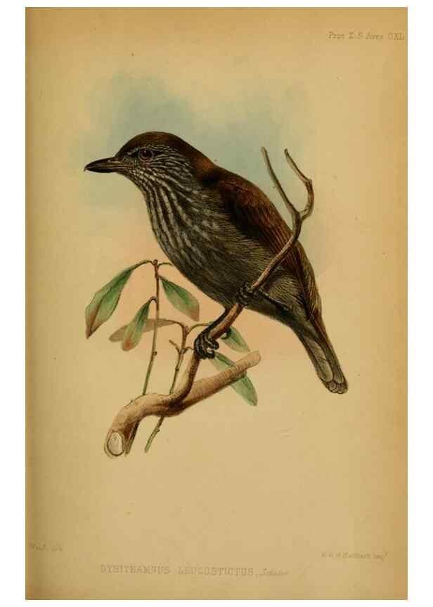 Reproducción/Reproduction 42030504311: Proceedings of the Zoological Society of London.. London :Academic Press, [etc.],1833-1965.. 
