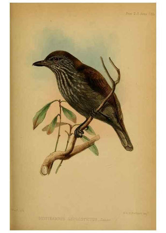 Reproducción/Reproduction 42030504311: Proceedings of the Zoological Society of London.. London :Academic Press, [etc.],1833-1965.. 