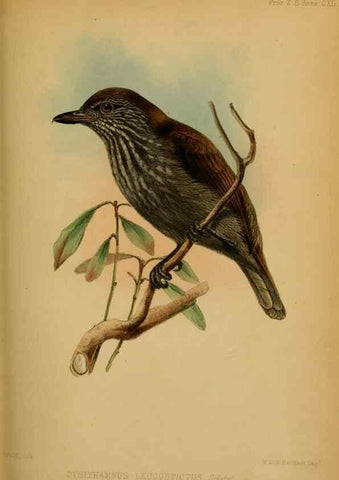 Reproducción/Reproduction 42030504311: Proceedings of the Zoological Society of London.. London :Academic Press, [etc.],1833-1965.. 
