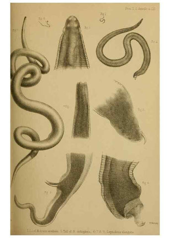 Reproducción/Reproduction 41310205044: Proceedings of the Zoological Society of London.. London :Academic Press, [etc.],1833-1965.. 