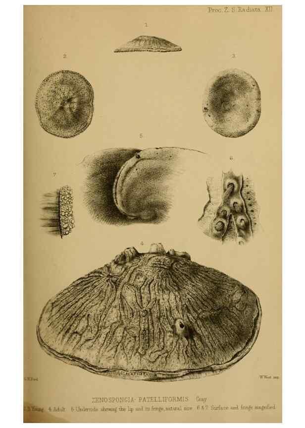 Reproducción/Reproduction 41310205924: Proceedings of the Zoological Society of London.. London :Academic Press, [etc.],1833-1965.. 