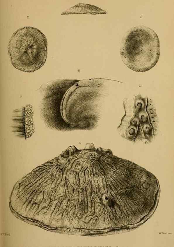 Reproducción/Reproduction 41310205924: Proceedings of the Zoological Society of London.. London :Academic Press, [etc.],1833-1965.. 