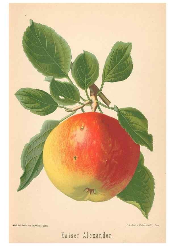 Reproducción/Reproduction 27392448137: Aepfel und Birnen,. Berlin,Paul Parey,1894.. 