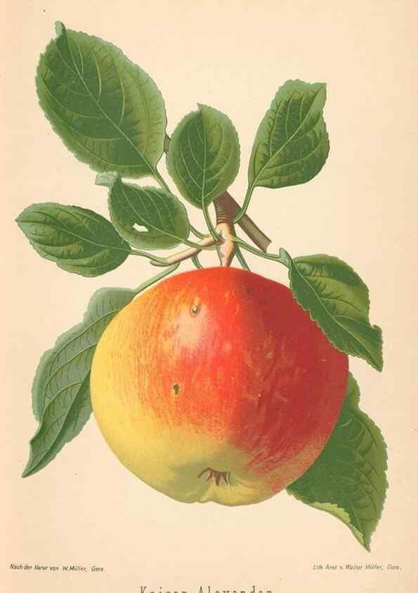 Reproducción/Reproduction 27392448137: Aepfel und Birnen,. Berlin,Paul Parey,1894.. 