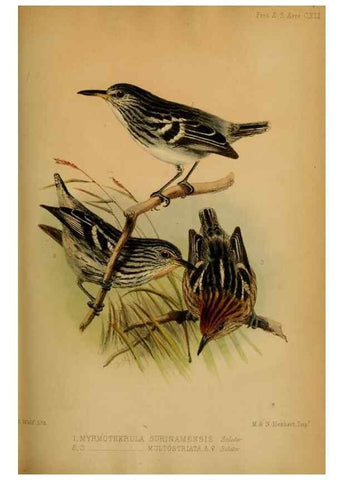 Reproducción/Reproduction 41985999072: Proceedings of the Zoological Society of London.. London :Academic Press, [etc.],1833-1965.. 