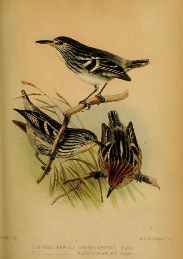 Reproducción/Reproduction 41985999072: Proceedings of the Zoological Society of London.. London :Academic Press, [etc.],1833-1965.. 