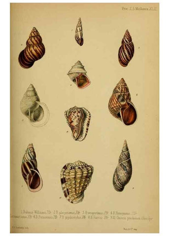 Reproducción/Reproduction 41130307315: Proceedings of the Zoological Society of London.. London :Academic Press, [etc.],1833-1965.. 