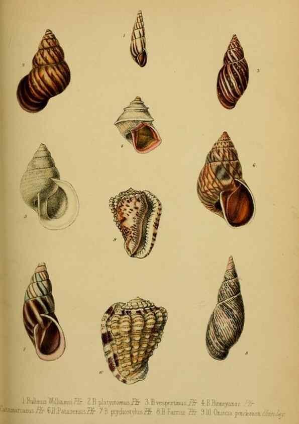 Reproducción/Reproduction 41130307315: Proceedings of the Zoological Society of London.. London :Academic Press, [etc.],1833-1965.. 