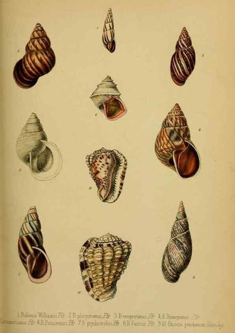 Reproducción/Reproduction 41130307315: Proceedings of the Zoological Society of London.. London :Academic Press, [etc.],1833-1965.. 