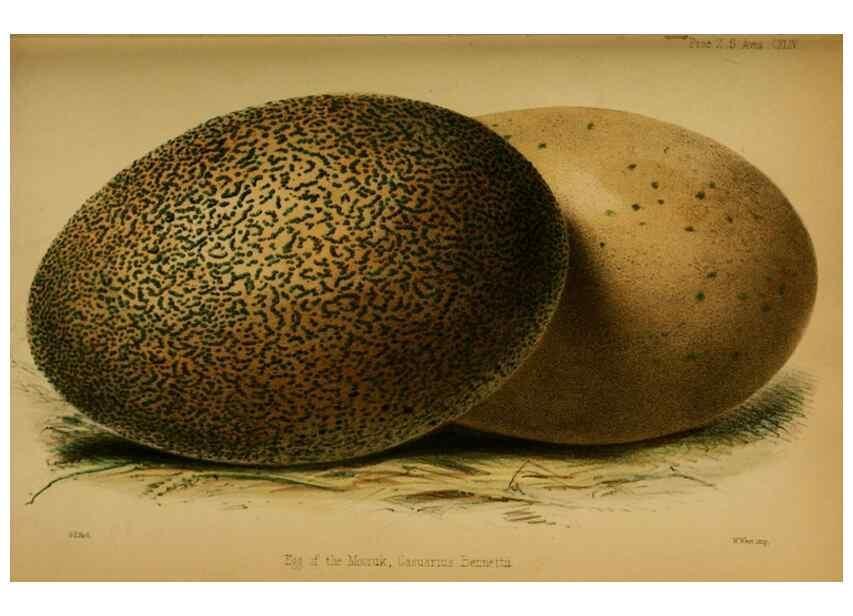 Reproducción/Reproduction 28157149698: Proceedings of the Zoological Society of London.. London :Academic Press, [etc.],1833-1965.. 