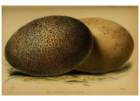 Reproducción/Reproduction 28157149698: Proceedings of the Zoological Society of London.. London :Academic Press, [etc.],1833-1965.. 