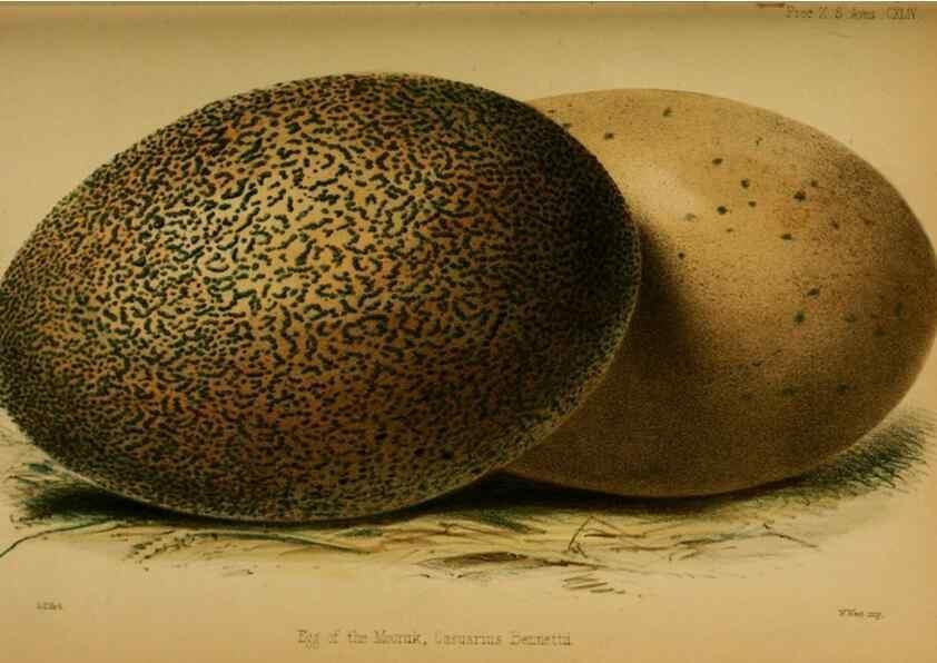 Reproducción/Reproduction 28157149698: Proceedings of the Zoological Society of London.. London :Academic Press, [etc.],1833-1965.. 