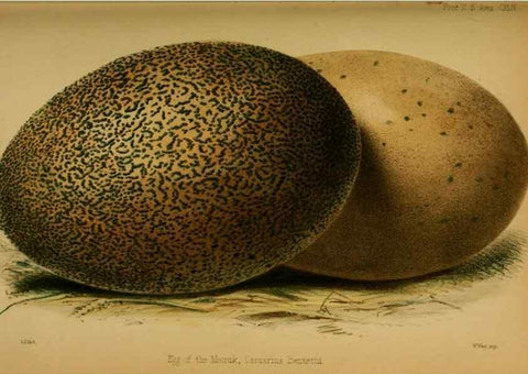 Reproducción/Reproduction 28157149698: Proceedings of the Zoological Society of London.. London :Academic Press, [etc.],1833-1965.. 