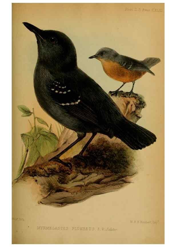 Reproducción/Reproduction 41310213304: Proceedings of the Zoological Society of London.. London :Academic Press, [etc.],1833-1965.. 