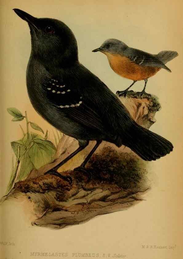 Reproducción/Reproduction 41310213304: Proceedings of the Zoological Society of London.. London :Academic Press, [etc.],1833-1965.. 