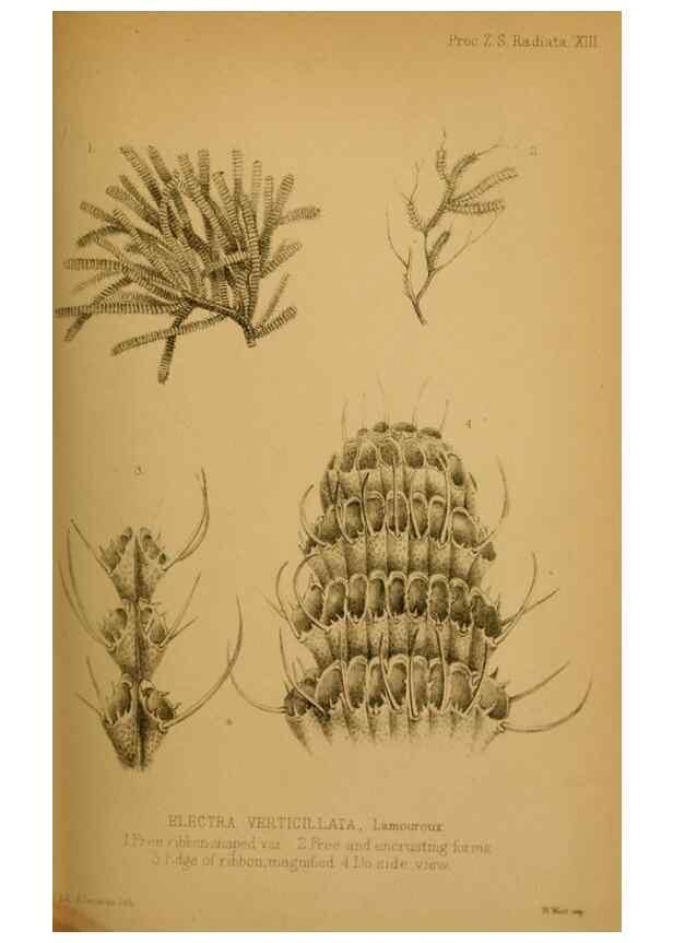 Reproducción/Reproduction 42030522551: Proceedings of the Zoological Society of London.. London :Academic Press, [etc.],1833-1965.. 