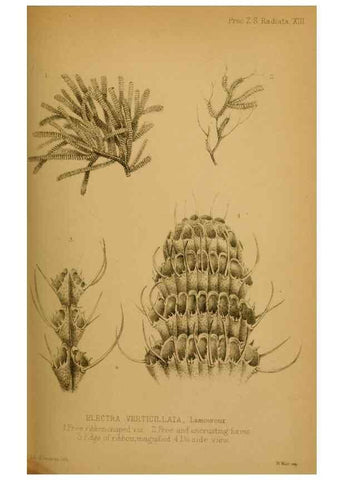 Reproducción/Reproduction 42030522551: Proceedings of the Zoological Society of London.. London :Academic Press, [etc.],1833-1965.. 