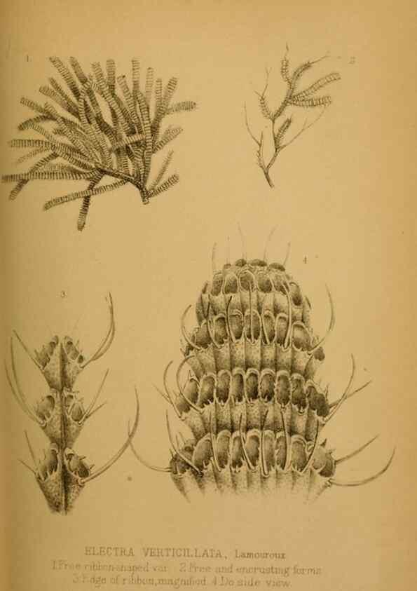 Reproducción/Reproduction 42030522551: Proceedings of the Zoological Society of London.. London :Academic Press, [etc.],1833-1965.. 