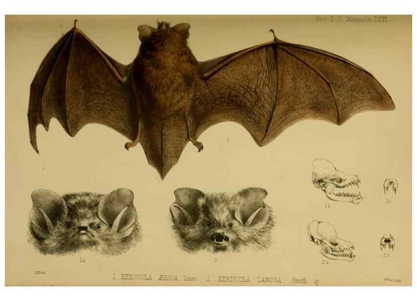 Reproducción/Reproduction 41310216124: Proceedings of the Zoological Society of London.. London :Academic Press, [etc.],1833-1965.. 