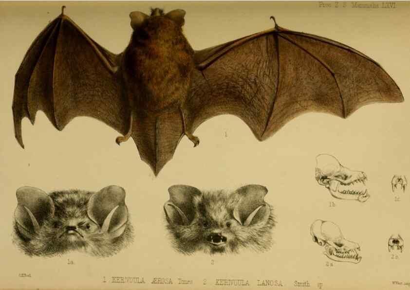 Reproducción/Reproduction 41310216124: Proceedings of the Zoological Society of London.. London :Academic Press, [etc.],1833-1965.. 